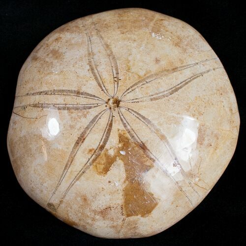 Large, Top Quality Polished Fossil Sand Dollar #11838